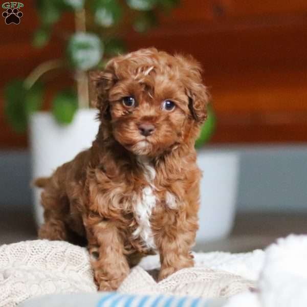 Remi, Cockapoo Puppy